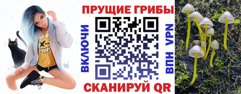 omg онион  Бавлы  Галлюциногенные грибы Psilocybe 